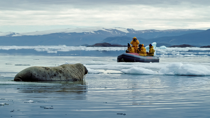 Kanada Ellesmere Island Walross Touristen iStock John Pitcher